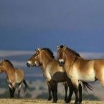 动中通”伴行“普氏野马”放归 助力央视直播模式创新 动中通”伴行“普氏野马”放归 助力央视直播模式创新