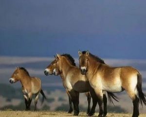 动中通”伴行“普氏野马”放归 助力央视直播模式创新