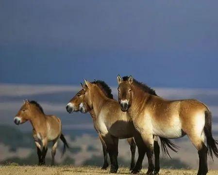 动中通”伴行“普氏野马”放归 助力央视直播模式创新